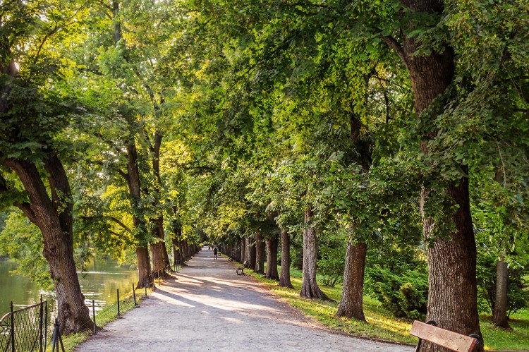 Path in a park